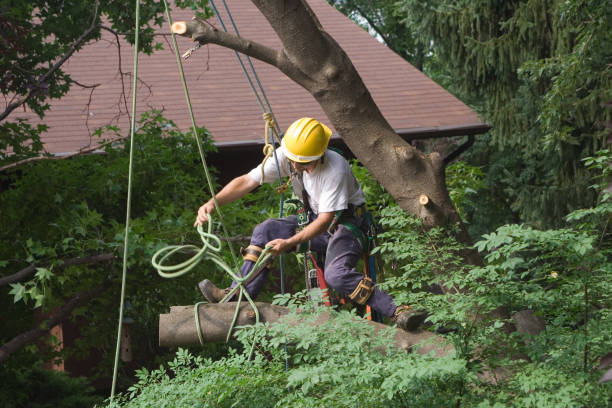 Trusted Croton On Hudson, NY Tree Removal Services Experts